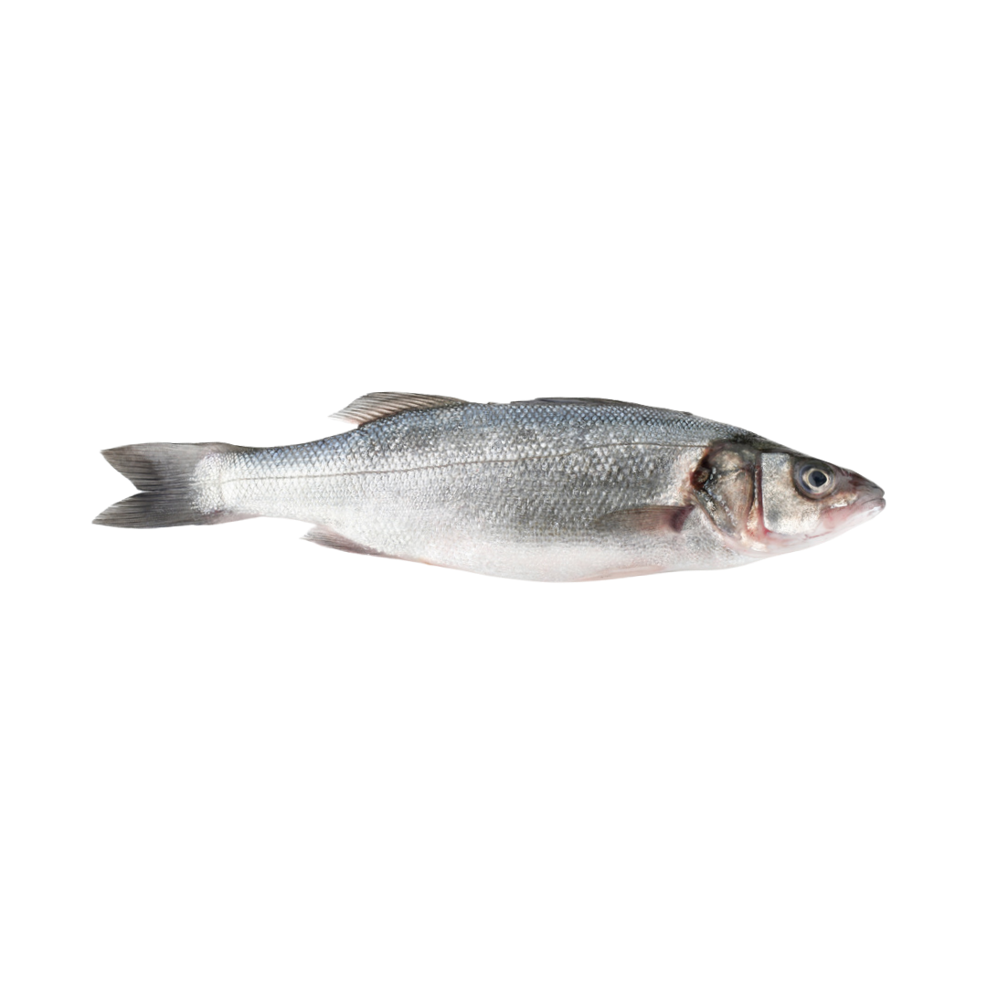 Branzino (Lubina) Whole Fish