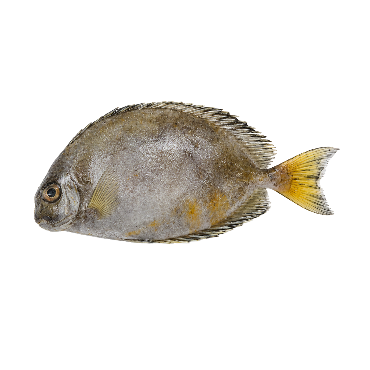 Rabbit Fish Whole (Yellow Danggit)