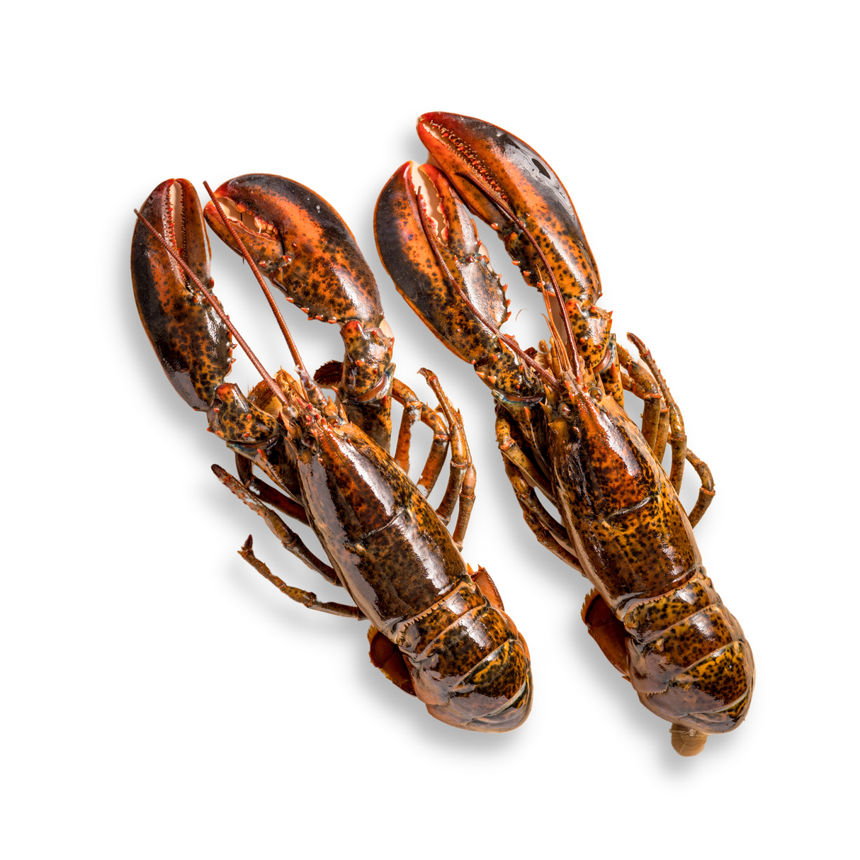 Whole Raw Boston Lobster