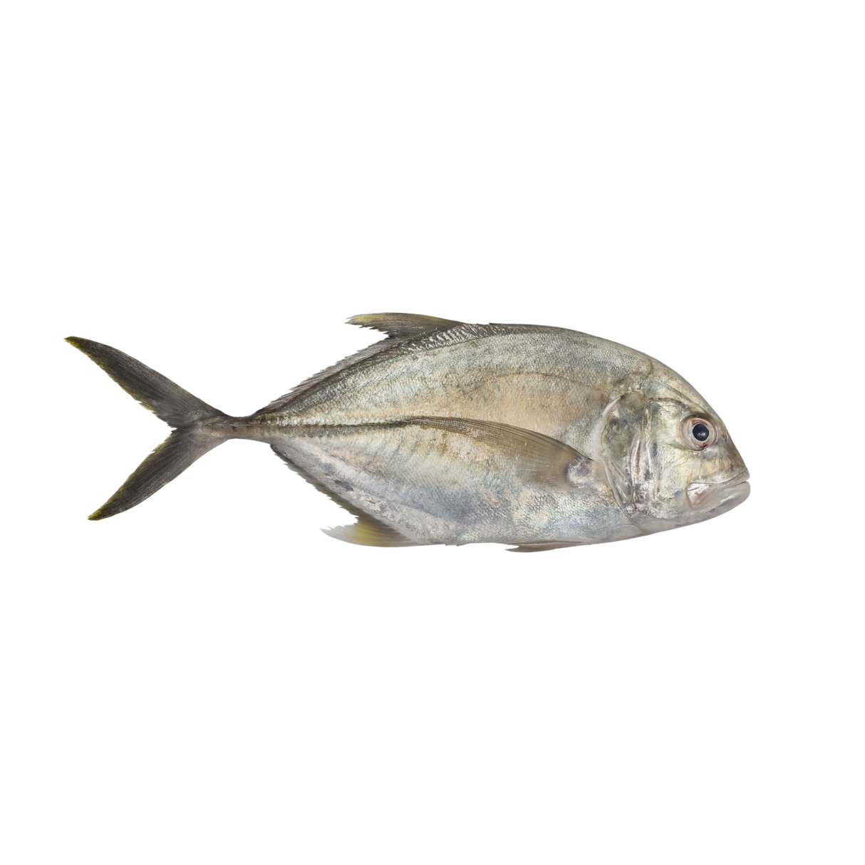 Trevally Whole (Talakitok)