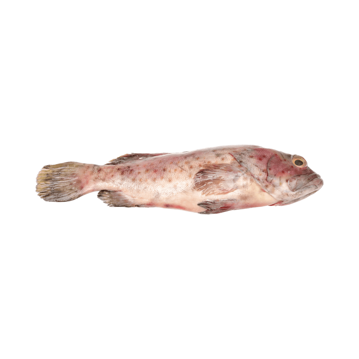 Grouper Whole (Lapu Lapu - Ulpot) - Pacific Bay