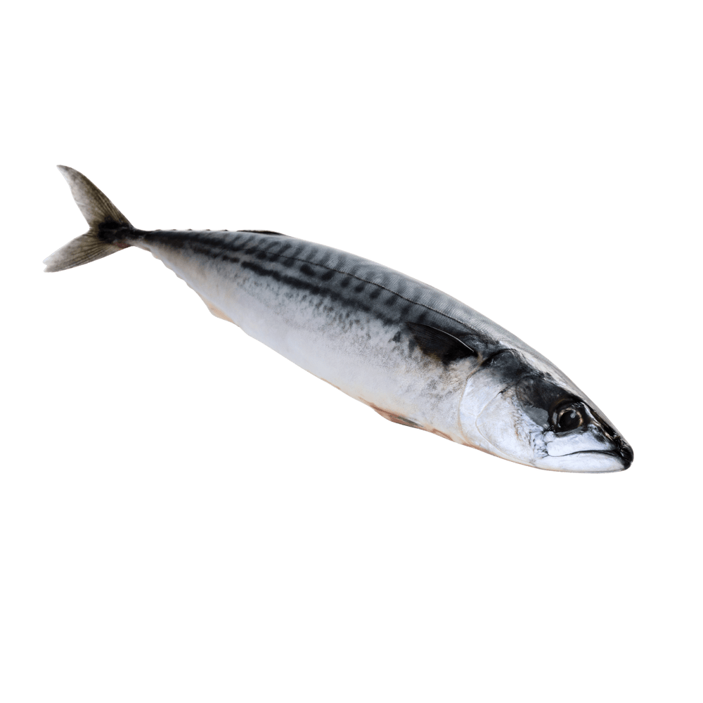 Indian Mackerel Whole (Alumahan) - Pacific Bay