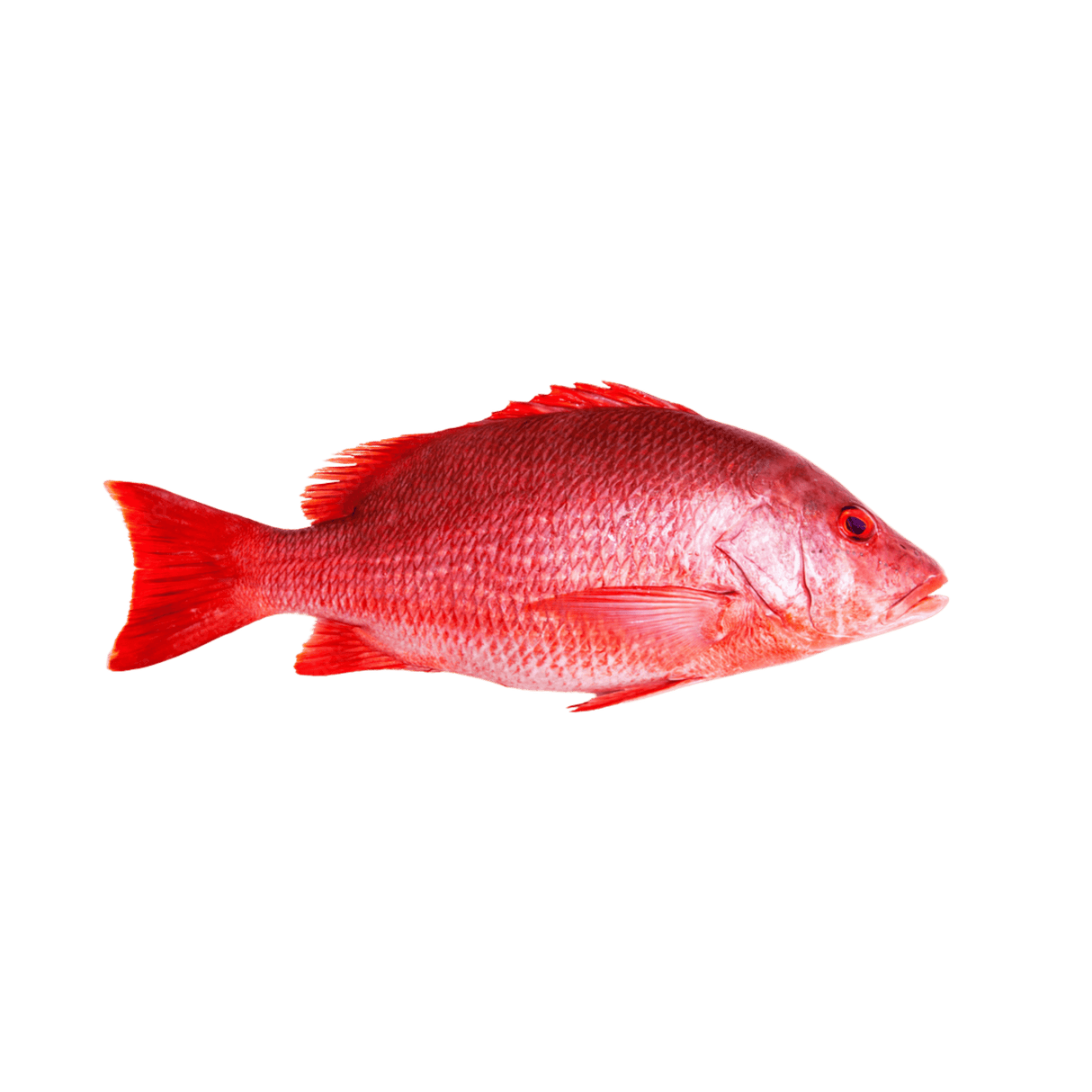 Red Snapper (Whole) - Pacific Bay