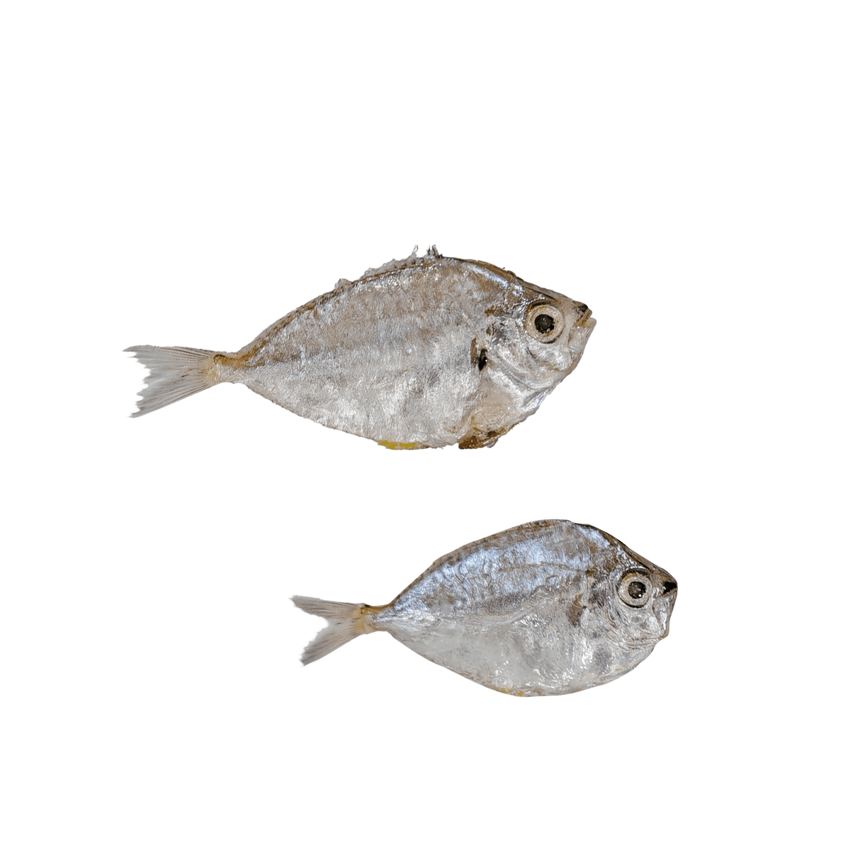 Sapsap (Whole Ponyfish) - Pacific Bay