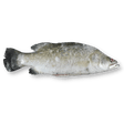 Whole Barramundi (Apahap) - Pacific Bay