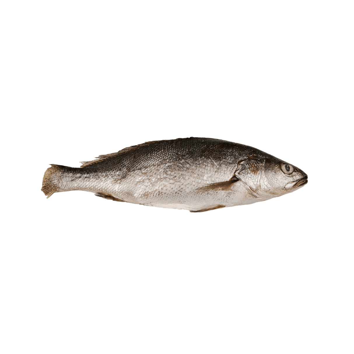 Whole Croaker (Alakaak) - Pacific Bay