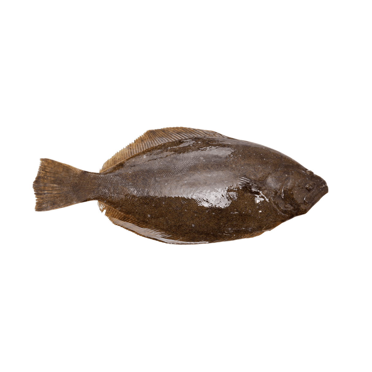Whole Greenland Halibut - Pacific Bay