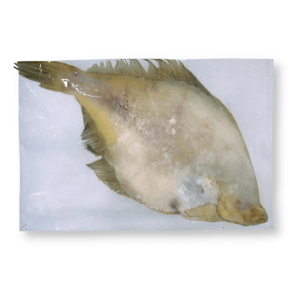 Yellow Tail Flounder Whole Round - Pacific Bay