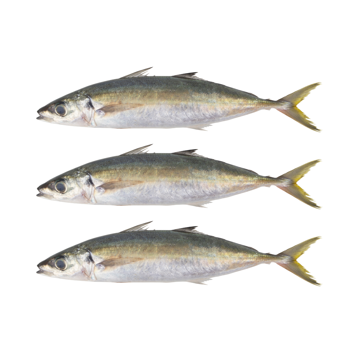 Saver Bundle: Buy 3 and Save on Seareyna Galunggong