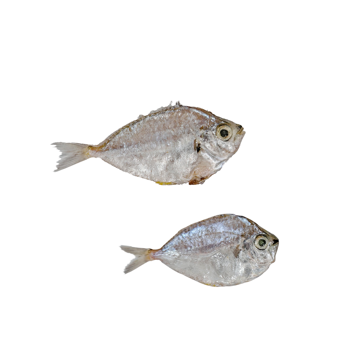 Sapsap (Ponyfish) – Pacific Bay