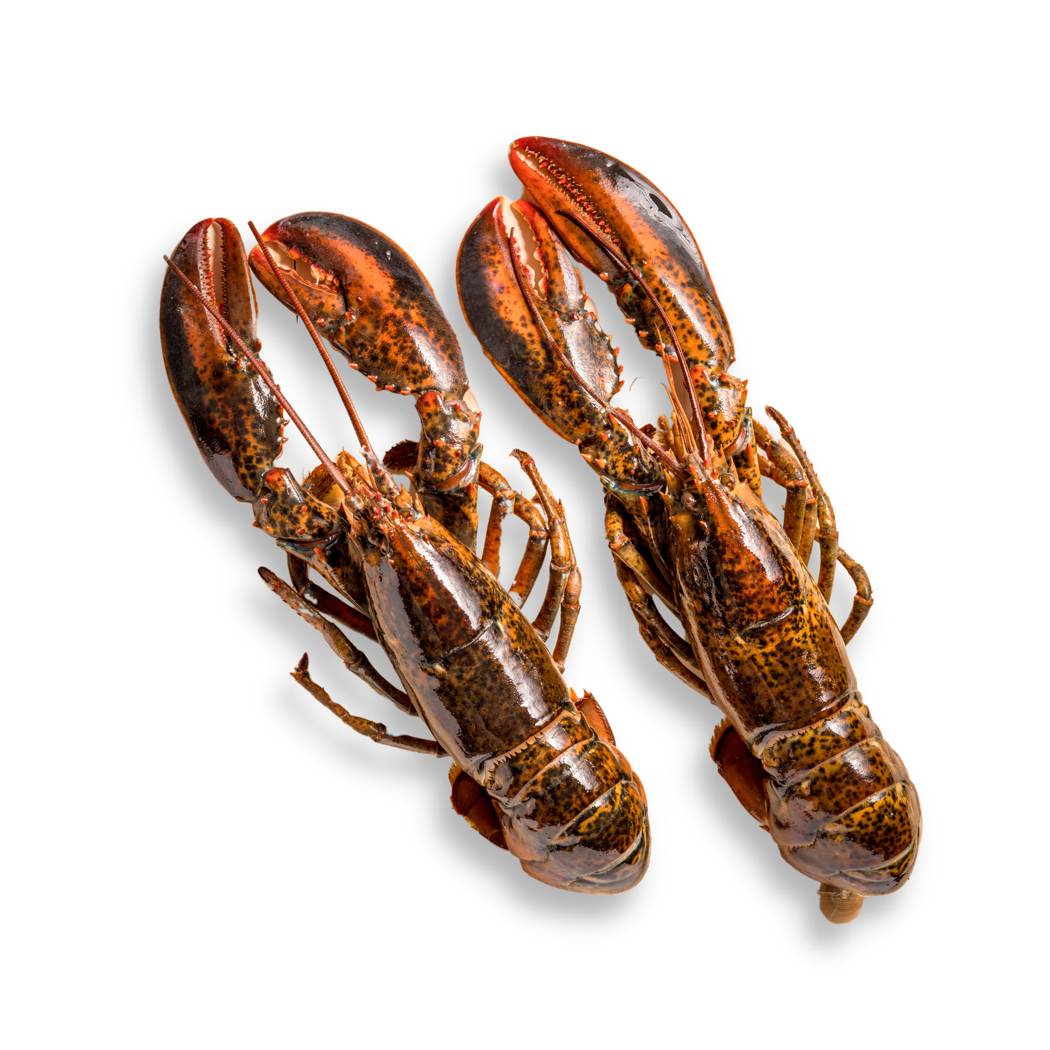 Whole Raw Boston Lobster