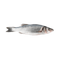 SEE ALL SEAFOOD
