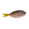 Dalagang Bukid (Whole Fusilier) - Pacific Bay