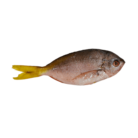 Dalagang Bukid (Whole Fusilier) - Pacific Bay