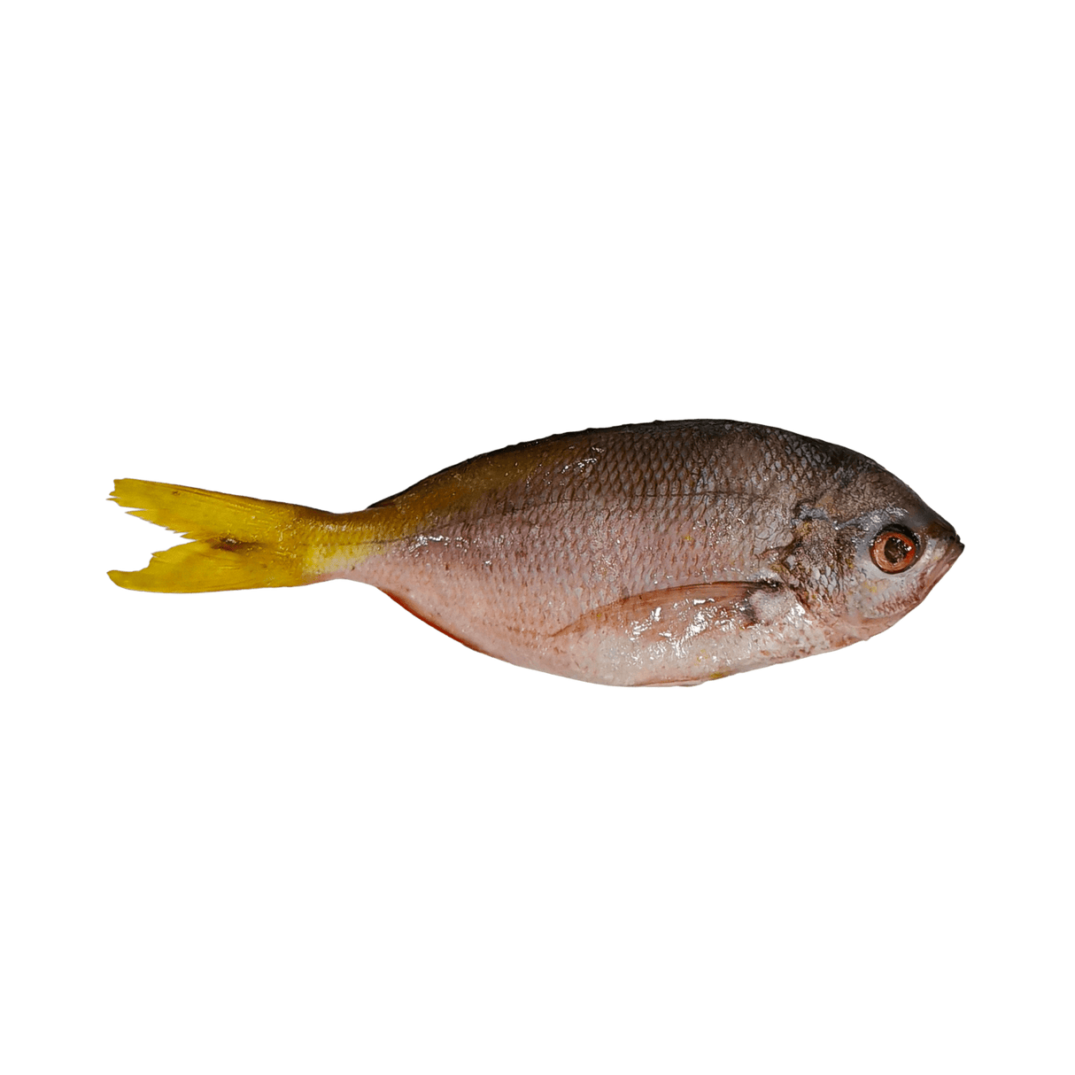 Dalagang Bukid (Whole Fusilier) - Pacific Bay