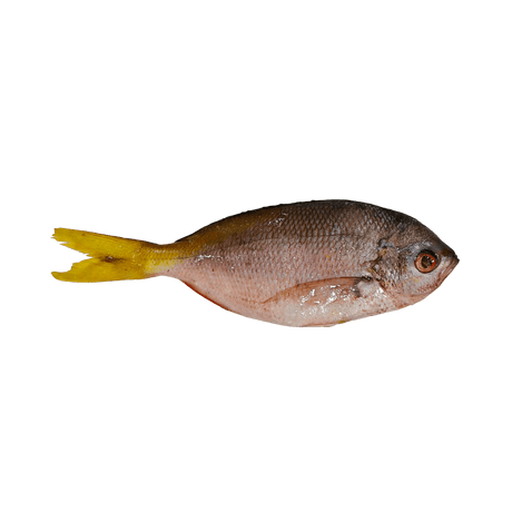 Dalagang Bukid (Whole Fusilier) - Pacific Bay