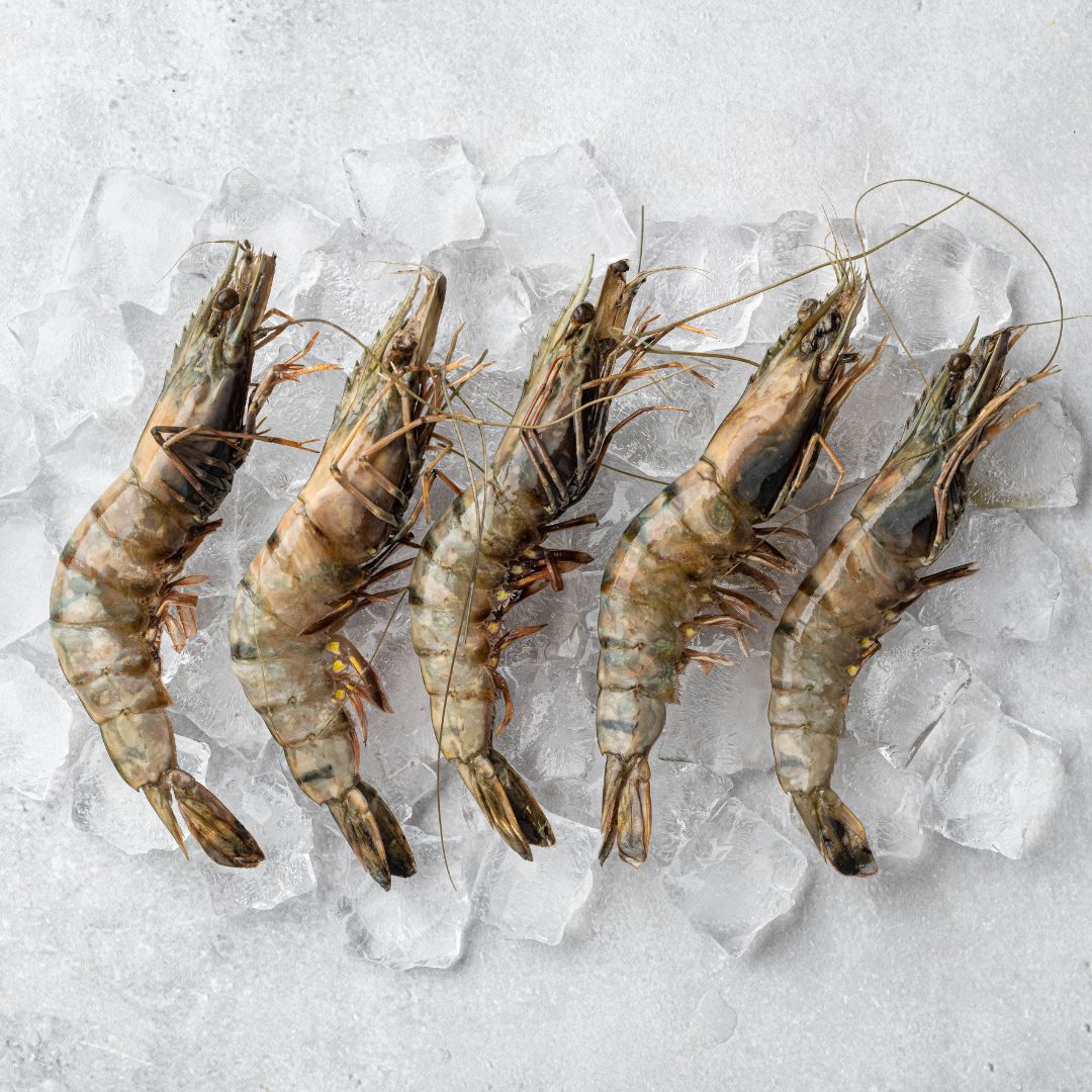 Head - On Black Tiger Prawns - Pacific Bay