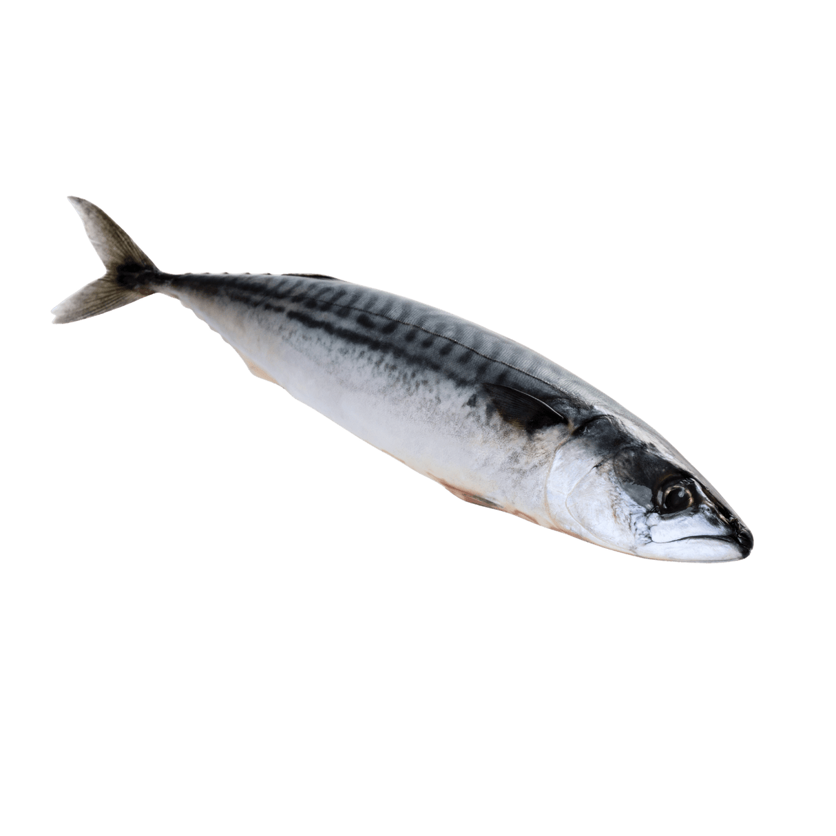 Indian Mackerel Whole (Alumahan) - Pacific Bay