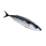 Indian Mackerel Whole (Alumahan) - Pacific Bay