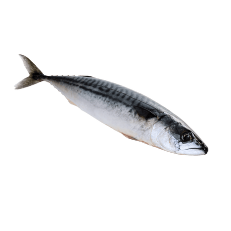 Indian Mackerel Whole (Alumahan) - Pacific Bay