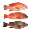 Lapu - Lapu (Whole Grouper) - Pacific Bay