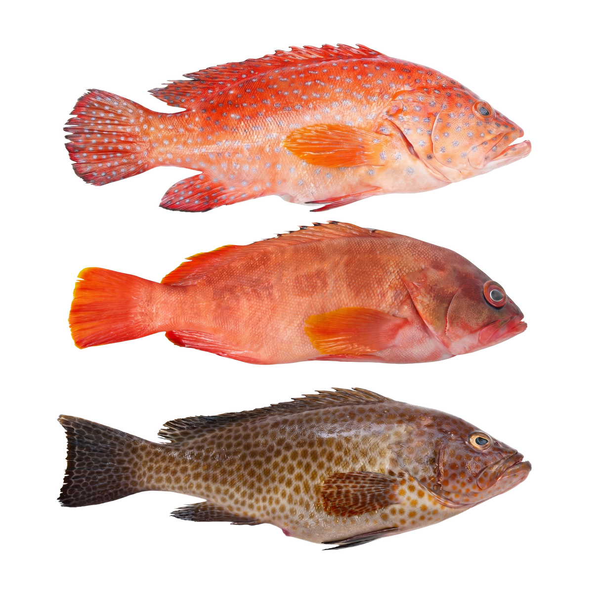 Lapu - Lapu (Whole Grouper) - Pacific Bay