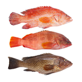 Lapu - Lapu (Whole Grouper) - Pacific Bay