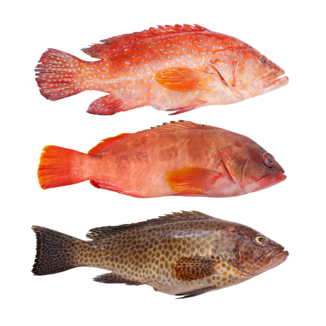 Lapu - Lapu (Whole Grouper) - Pacific Bay