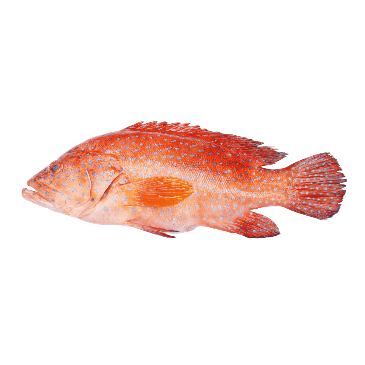 Seareyna Lapu-Lapu (Whole Grouper) – Pacific Bay