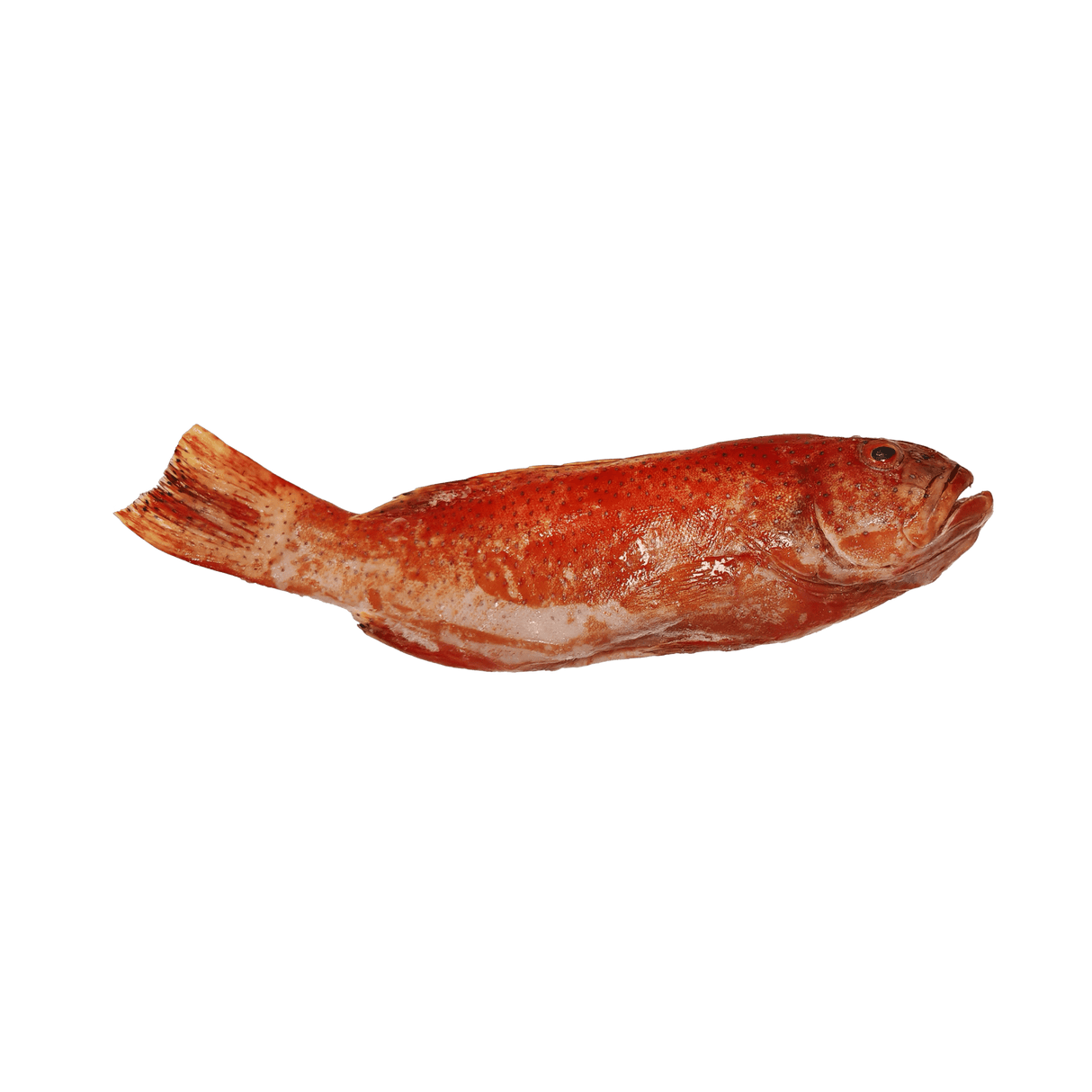 Lapu - Lapu (Whole Grouper) - Pacific Bay