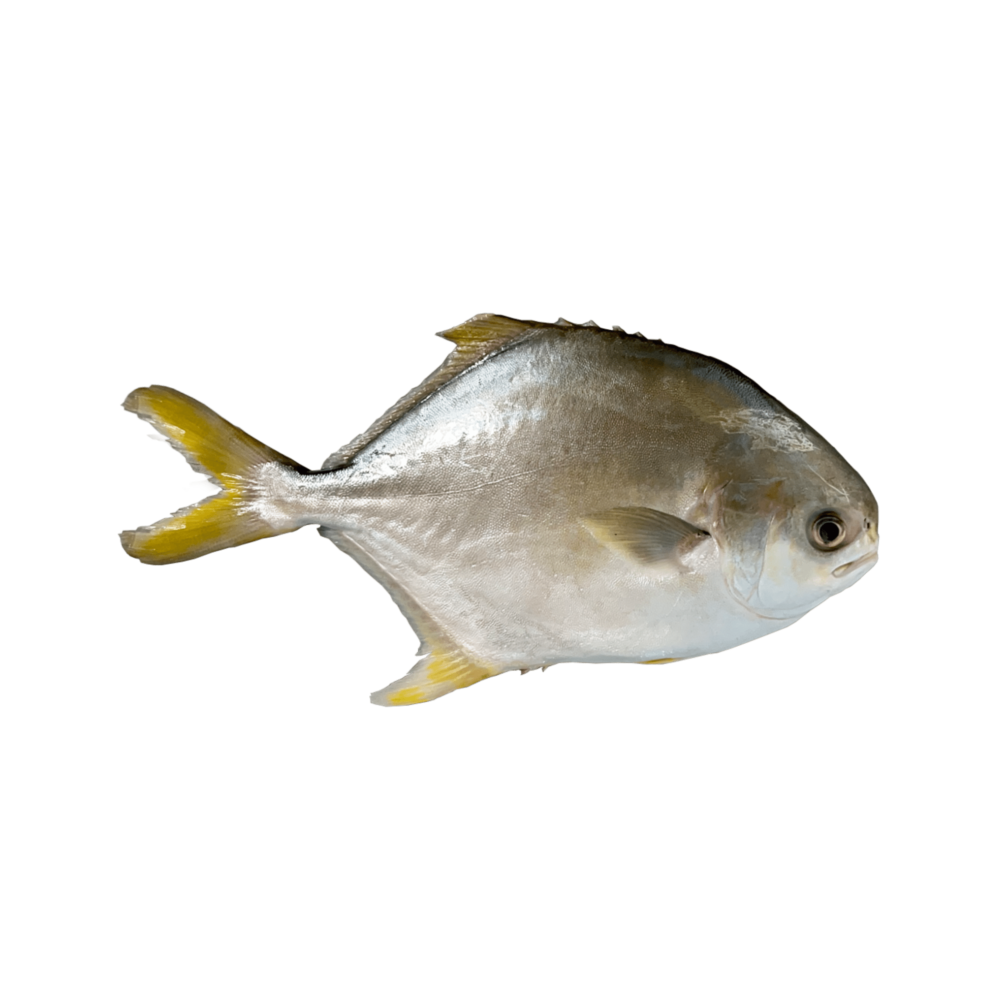 Pampano Whole (Pomfret) - Pacific Bay