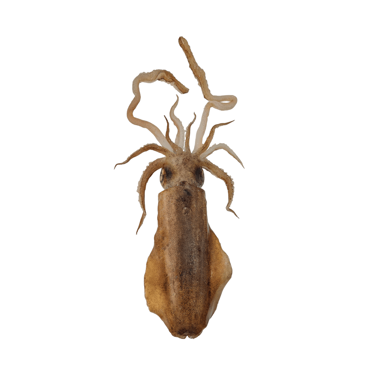 Pusit Lumot (Soft Cuttlefish) - Pacific Bay