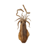 Pusit Lumot (Soft Cuttlefish) - Pacific Bay