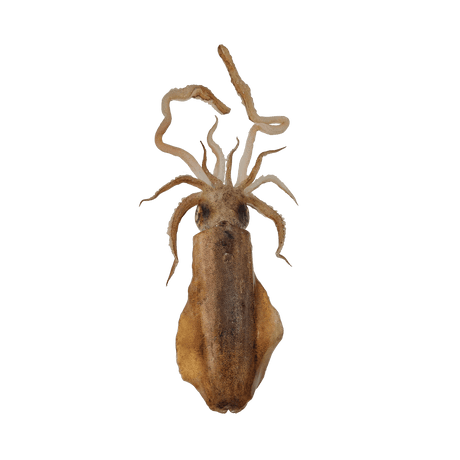Pusit Lumot (Soft Cuttlefish) - Pacific Bay