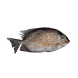 Samaral (Whole Rabbitfish) - Pacific Bay
