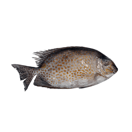 Samaral (Whole Rabbitfish) - Pacific Bay