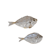 Sapsap (Whole Ponyfish) - Pacific Bay