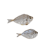 Sapsap (Whole Ponyfish) - Pacific Bay