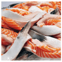 Saver Bundle: Salmon Fins - Pacific Bay