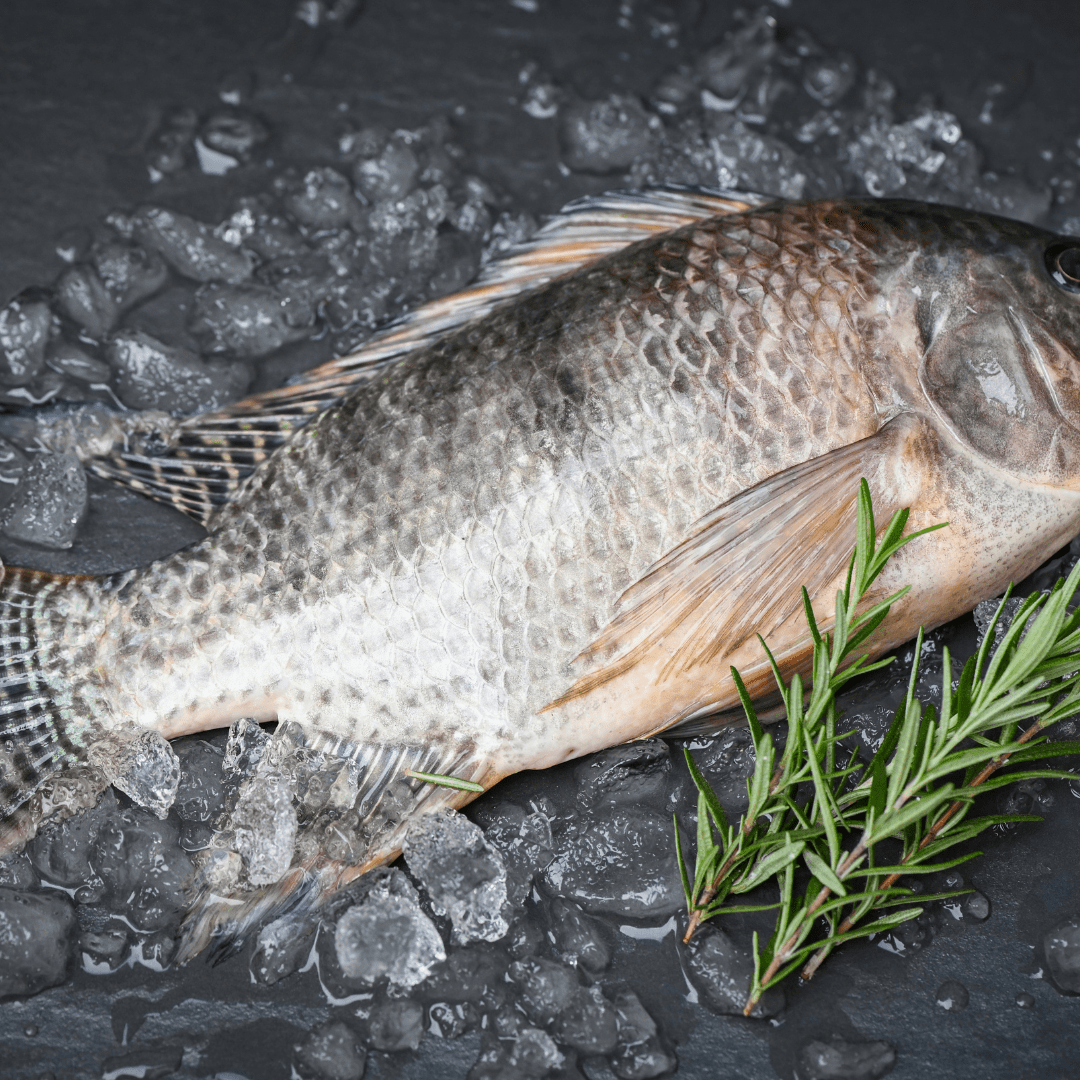 Seareyna Tilapia Whole - Pacific Bay