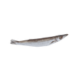 Torsilyo (Whole Barracuda) - Pacific Bay
