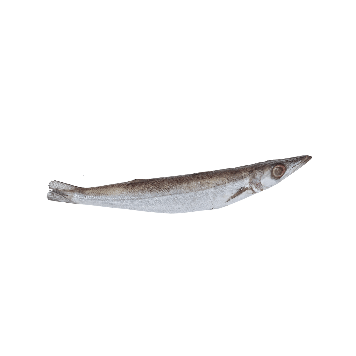 Torsilyo (Whole Barracuda) - Pacific Bay