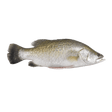 Whole Barramundi (Apahap) - Pacific Bay