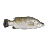 Whole Barramundi (Apahap) - Pacific Bay