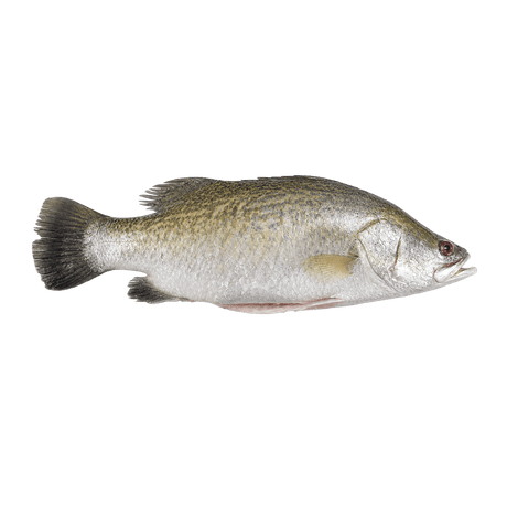 Whole Barramundi (Apahap) - Pacific Bay