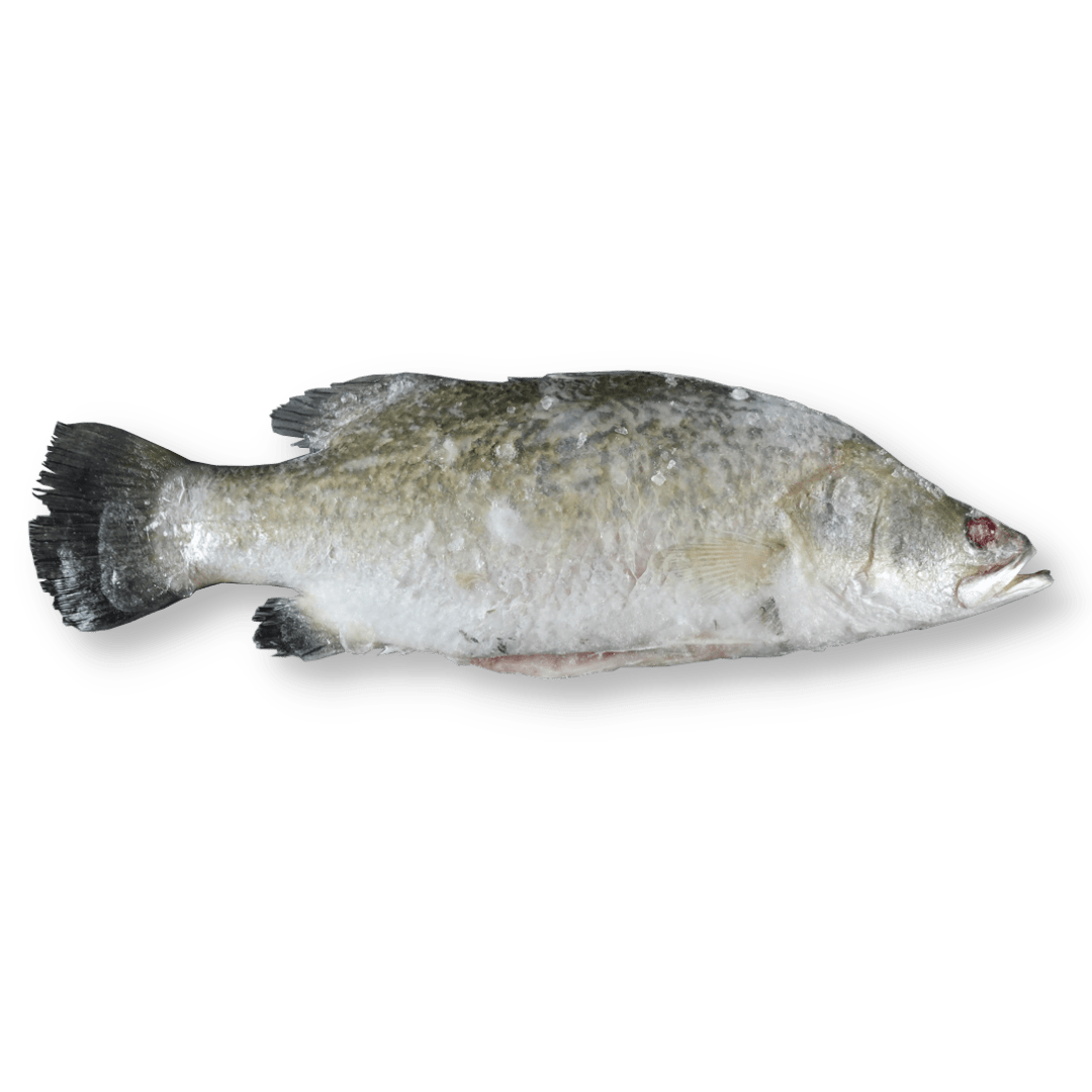 Whole Barramundi (Apahap) - Pacific Bay