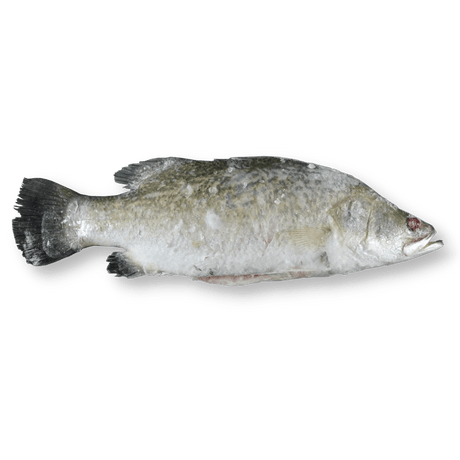 Whole Barramundi (Apahap) - Pacific Bay