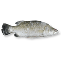 Whole Barramundi (Apahap) - Pacific Bay