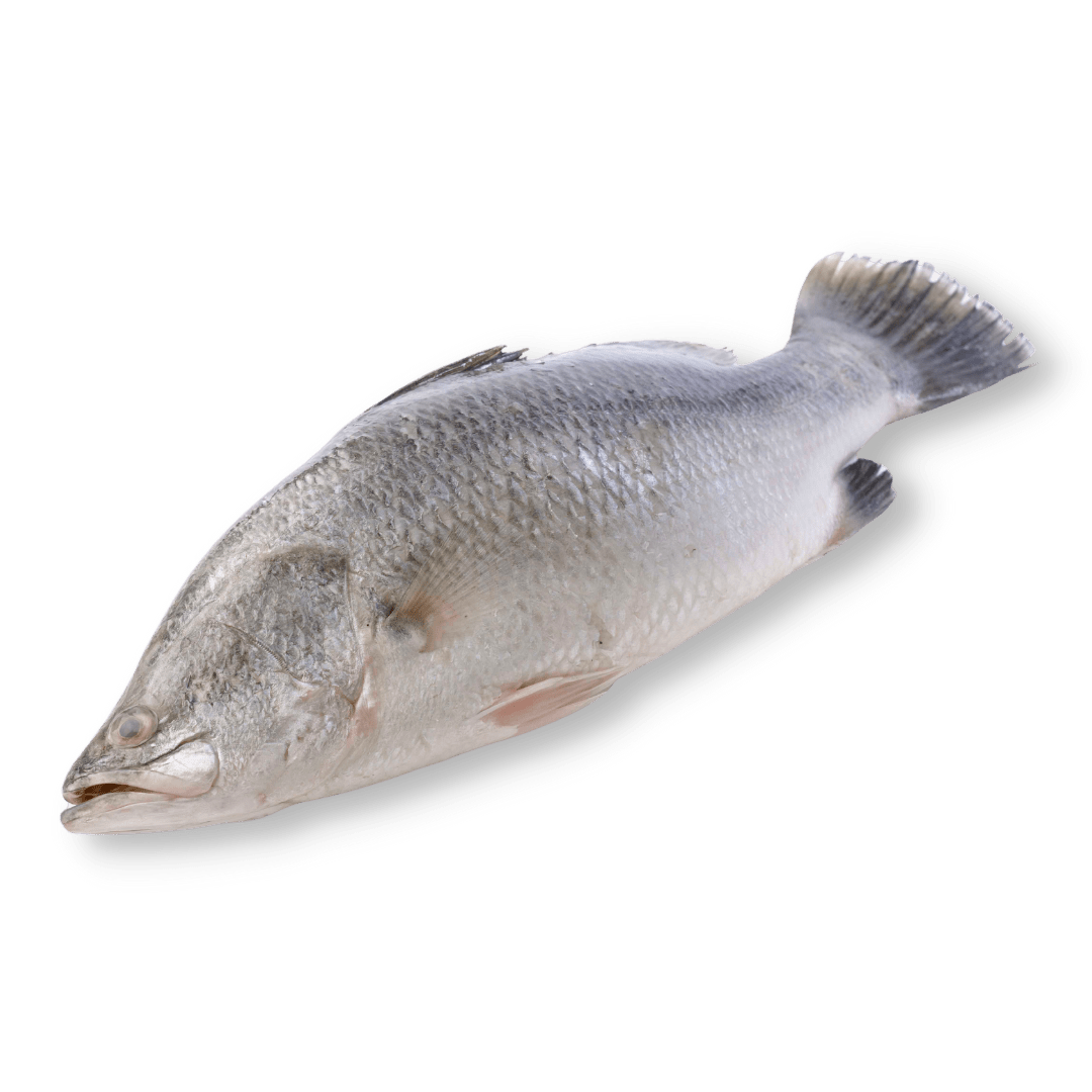 Whole Barramundi (Apahap) - Pacific Bay