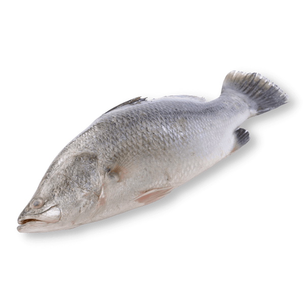 Whole Barramundi (Apahap) - Pacific Bay